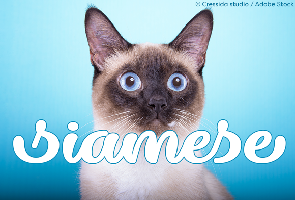 Dillon the Cat: A Stylish Typeface Full of Character